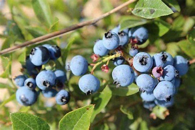 Blueberries